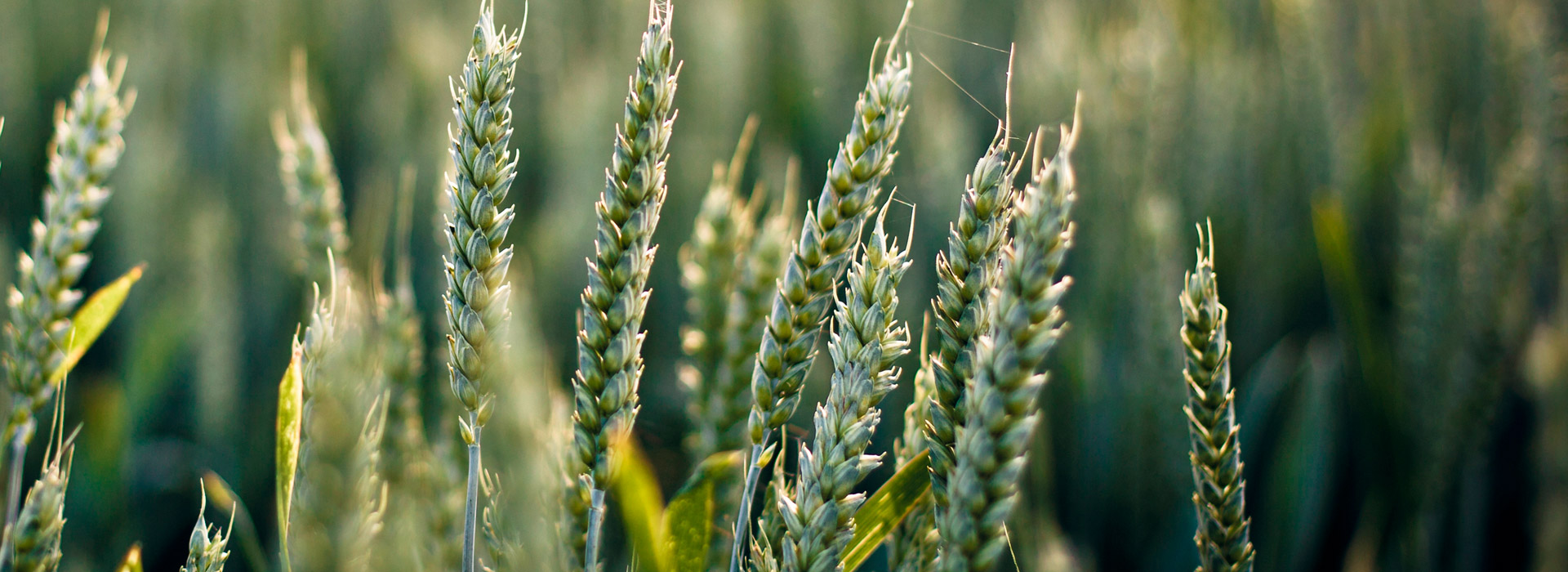 在线免费轰炸电话网页版